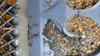 14X48 Gold Dredge Dream Mat | Gold Mining Equipment